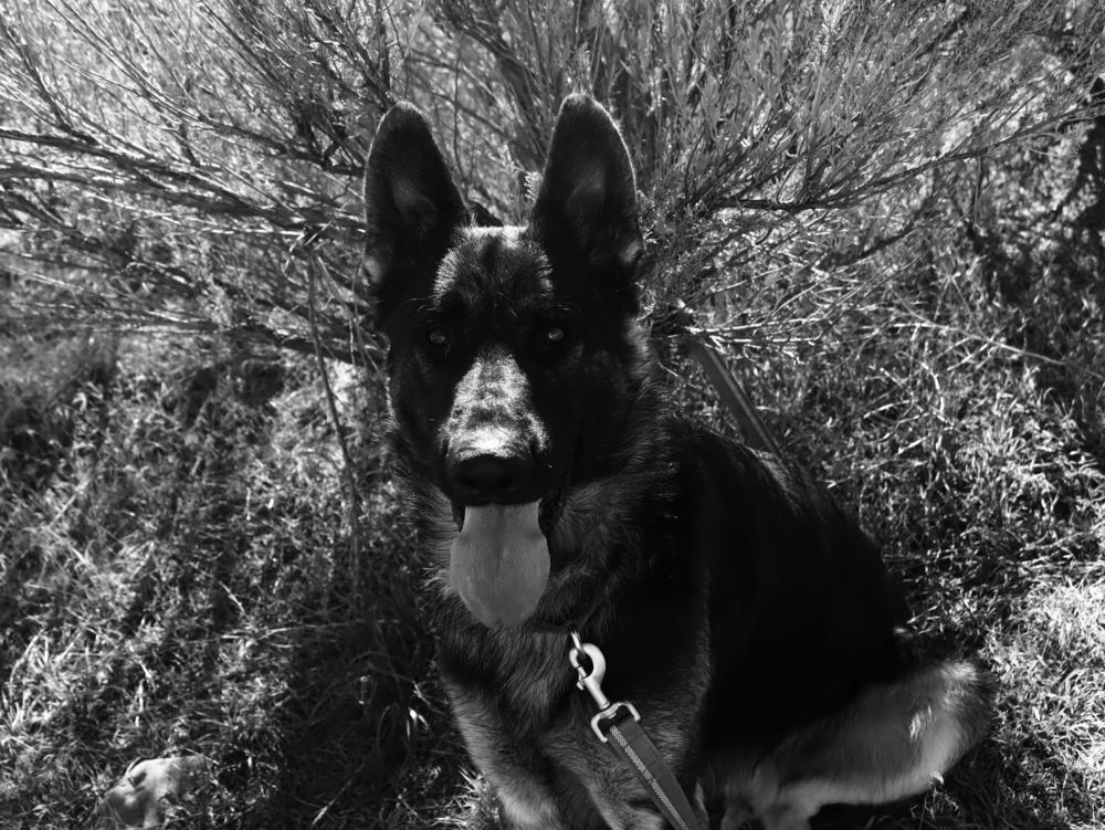 Rover, a Adoptable mixed breed in Salmon, ID image 6/6