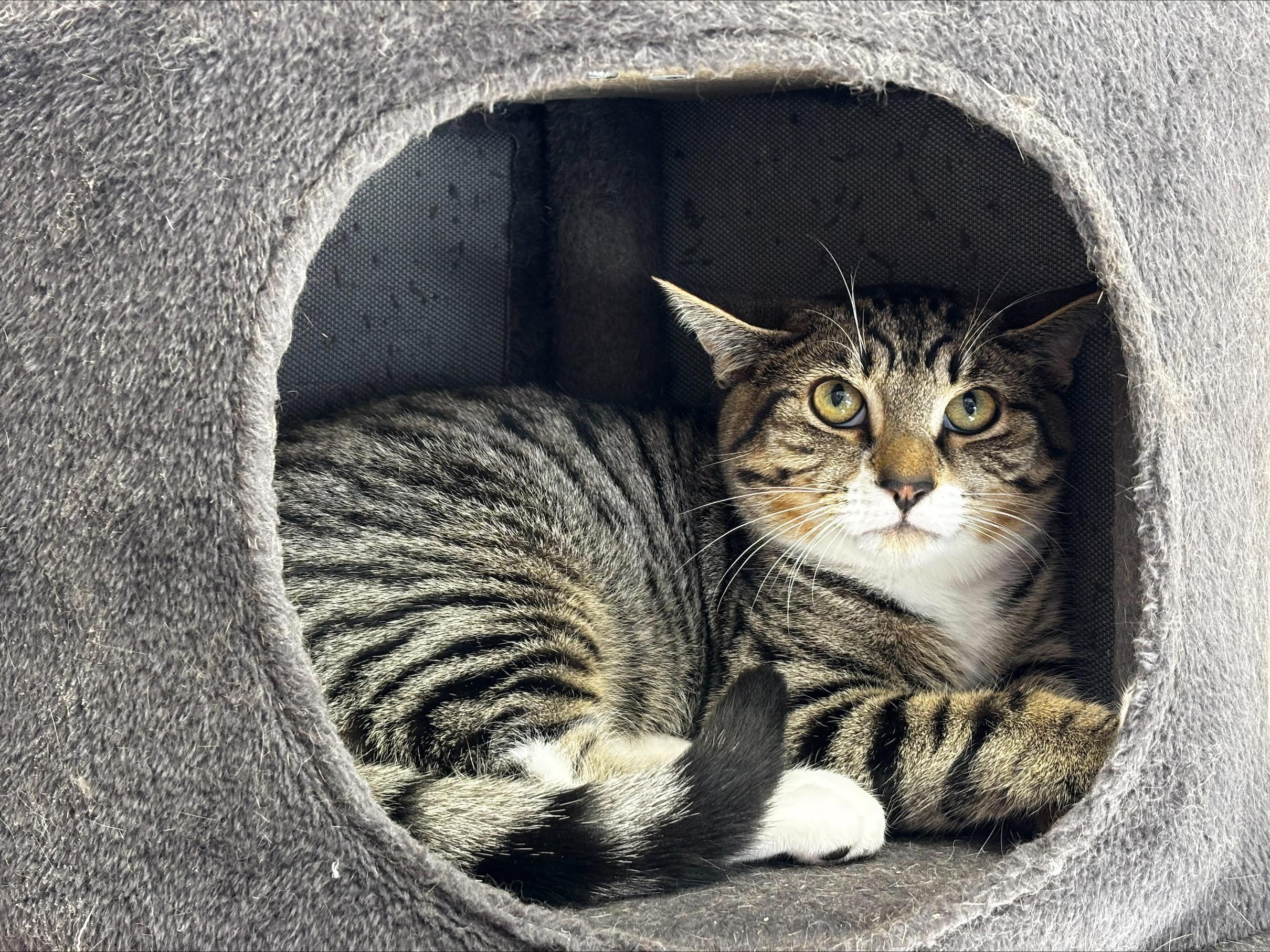 Enlarge Opal, a Adoptable Domestic Short Hair in Cannington, ON image 1/1