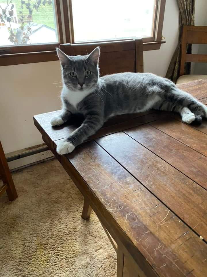 Stripes, Adoptable, Adult Male Domestic Short Hair.