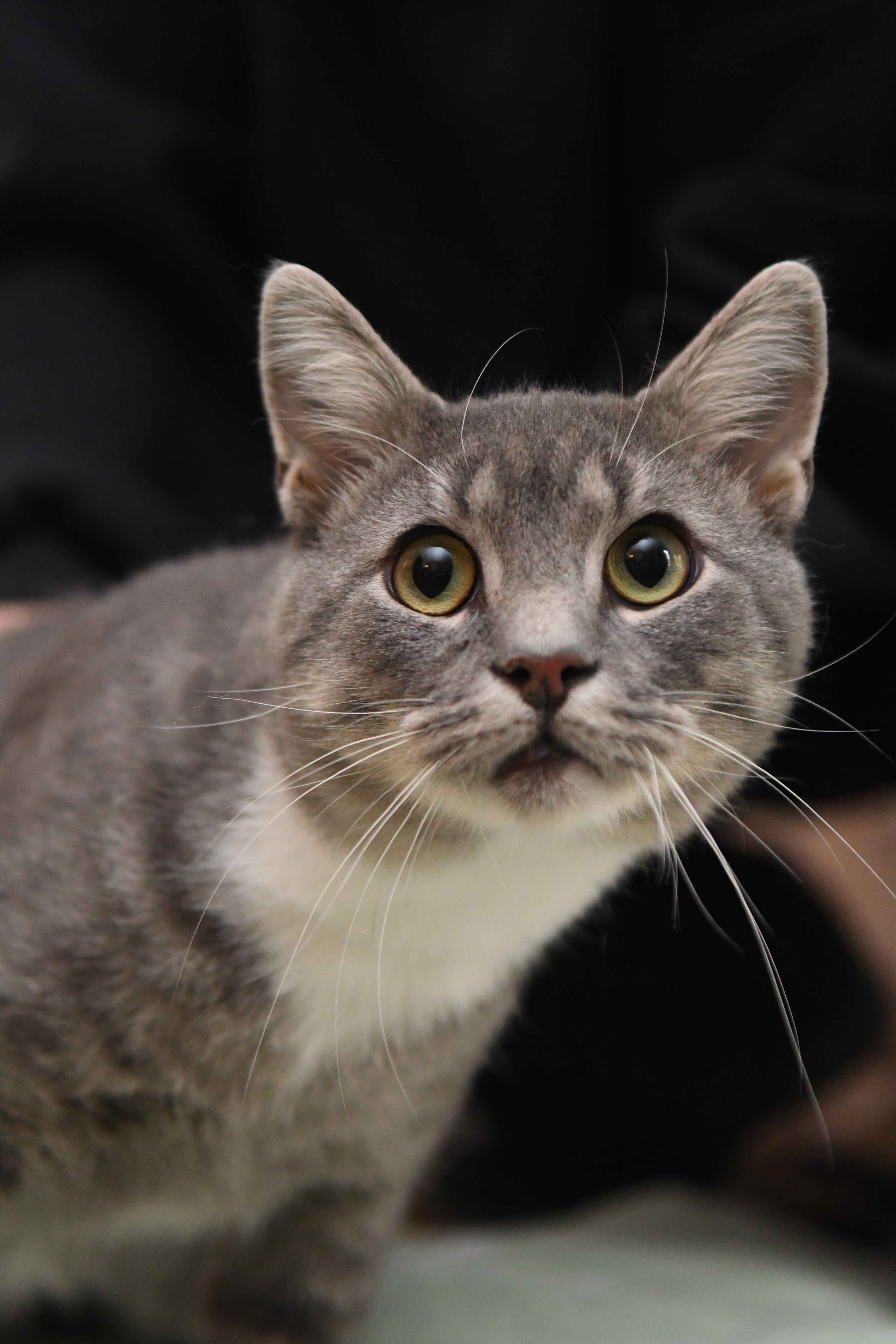 Enlarge Stripes, a Adoptable Domestic Short Hair in Nesquehoning, PA image 4/4