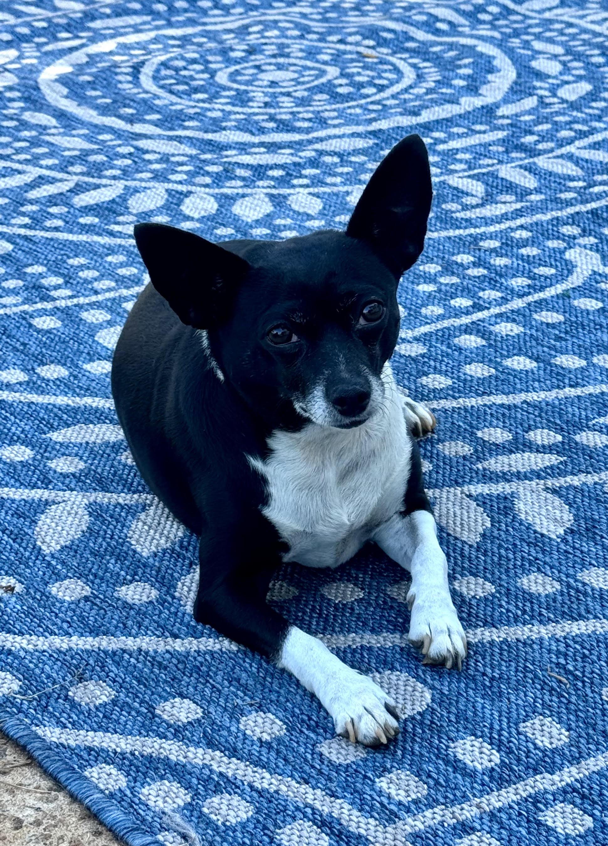 Enlarge Jazz, a Adoptable Chihuahua in Maiden, NC image 1/6