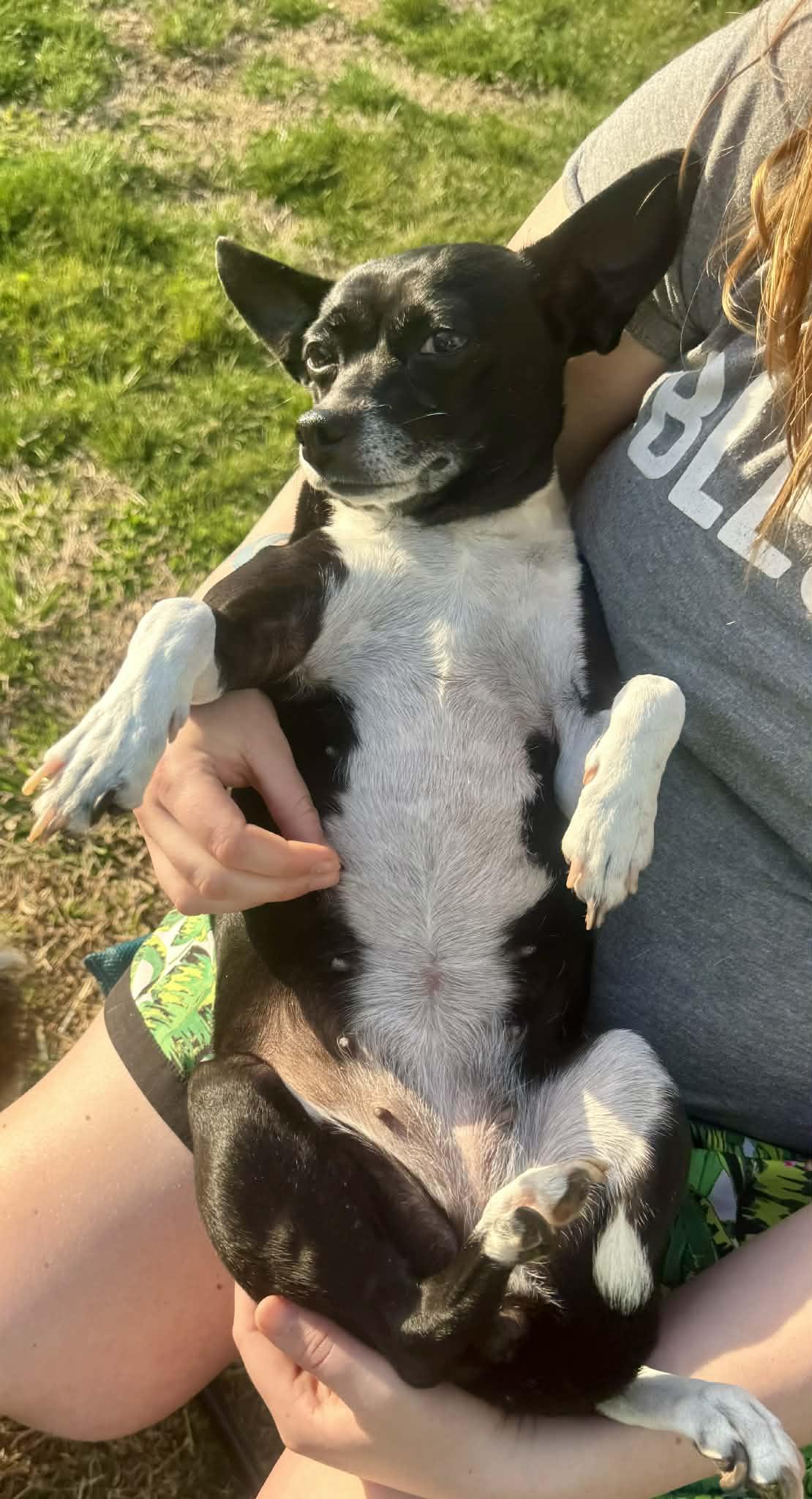 Jazz, a ADOPTABLE Chihuahua in Maiden, NC image 5/5