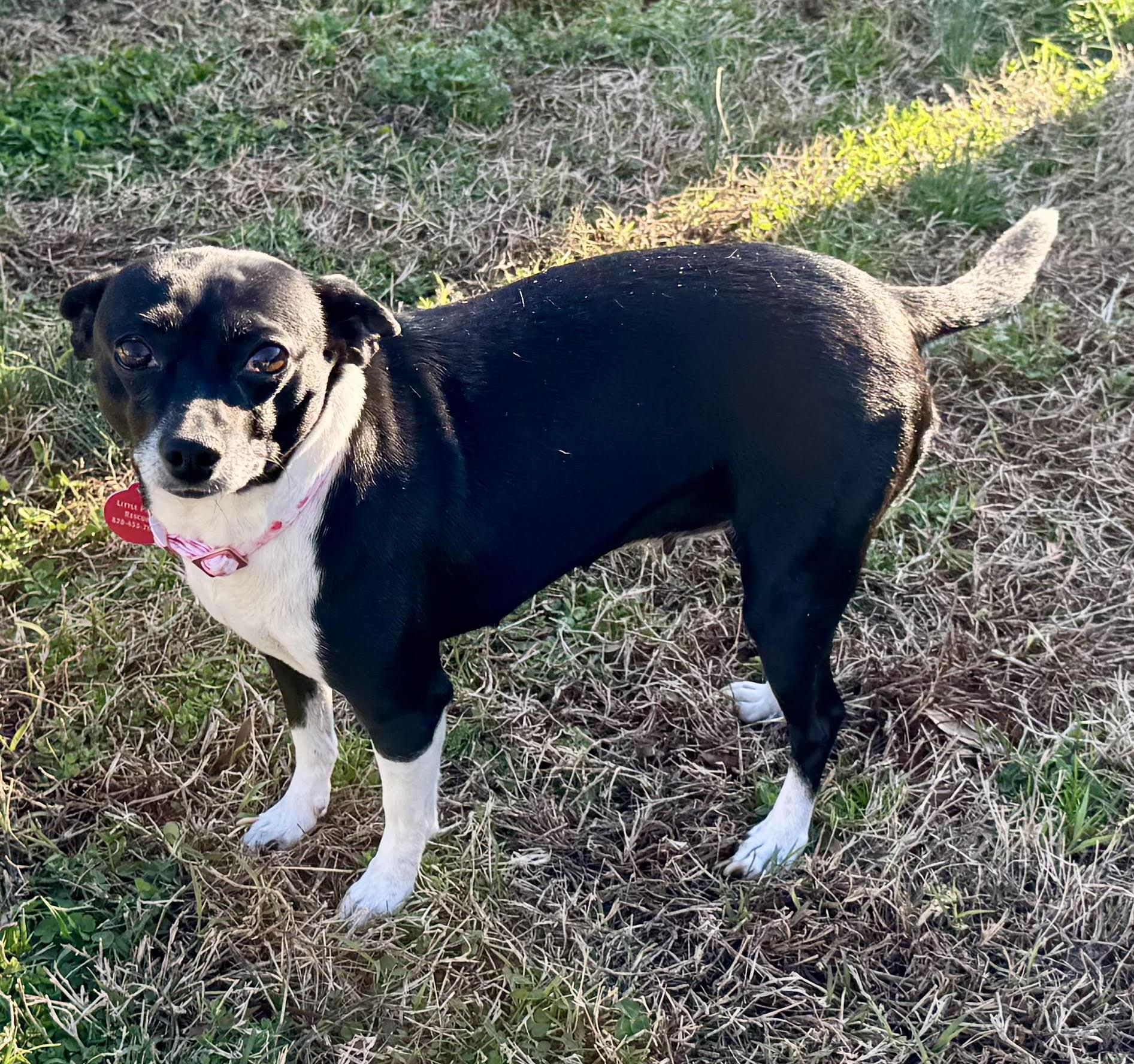 Jazz, ADOPTABLE, Young Female Chihuahua.