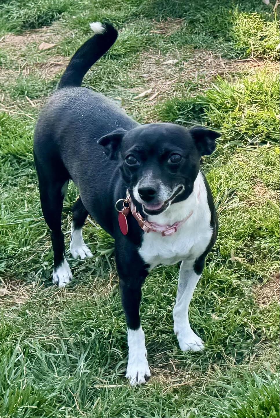 Jazz, a ADOPTABLE Chihuahua in Maiden, NC image 3/5