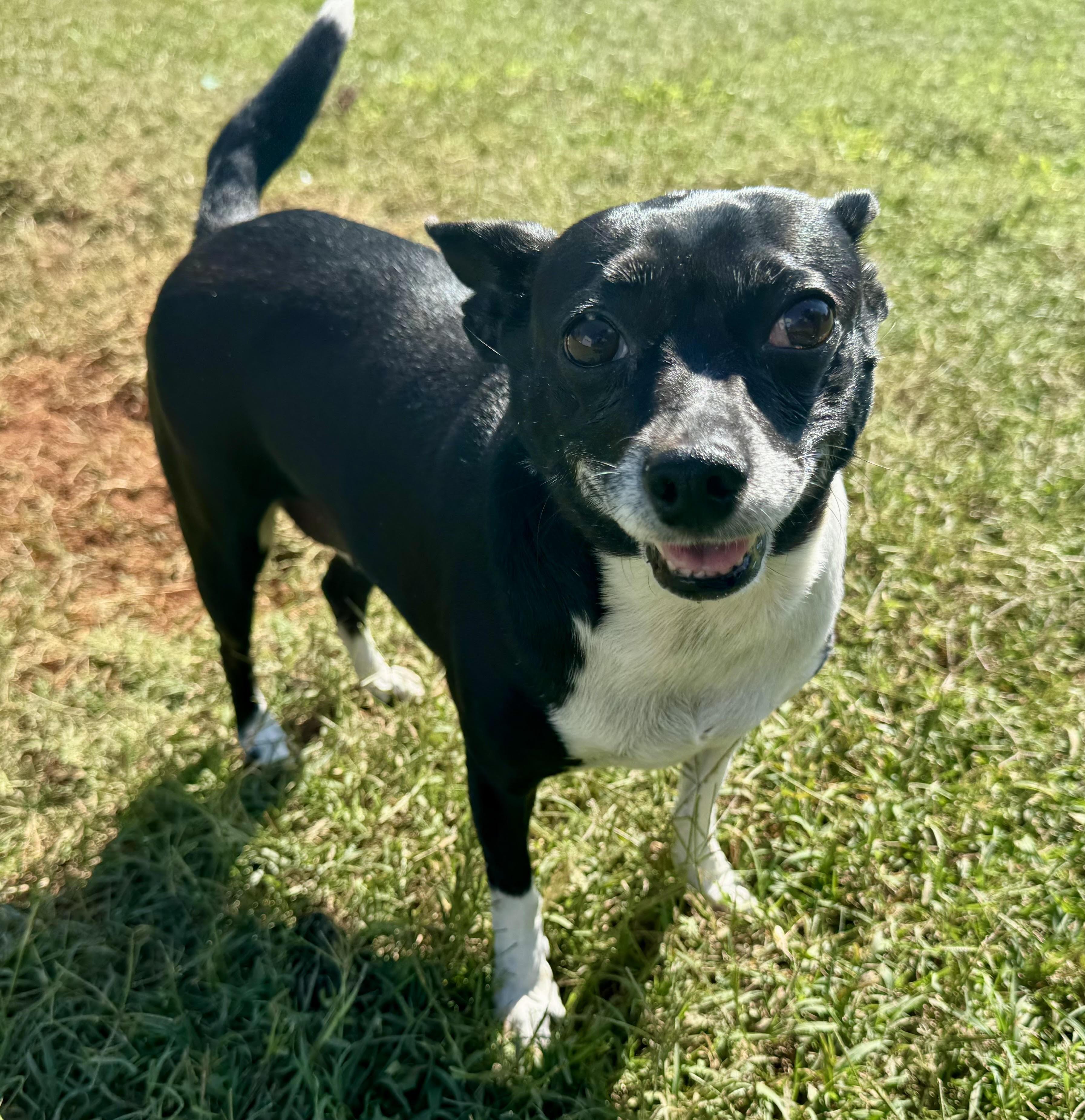 Enlarge Jazz, a ADOPTABLE Chihuahua in Maiden, NC image 1/6