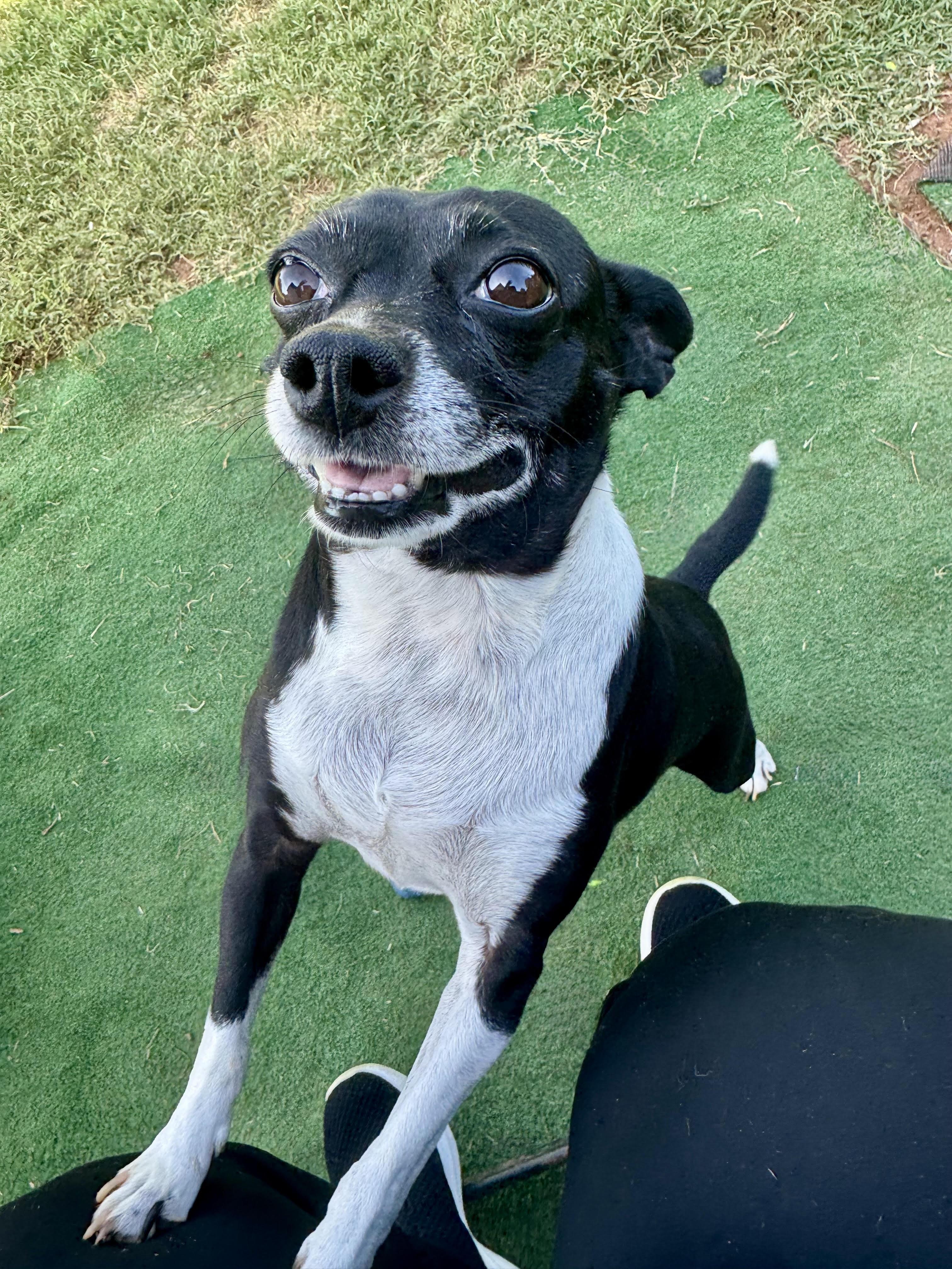 Enlarge Jazz, a ADOPTABLE Chihuahua in Maiden, NC image 2/6