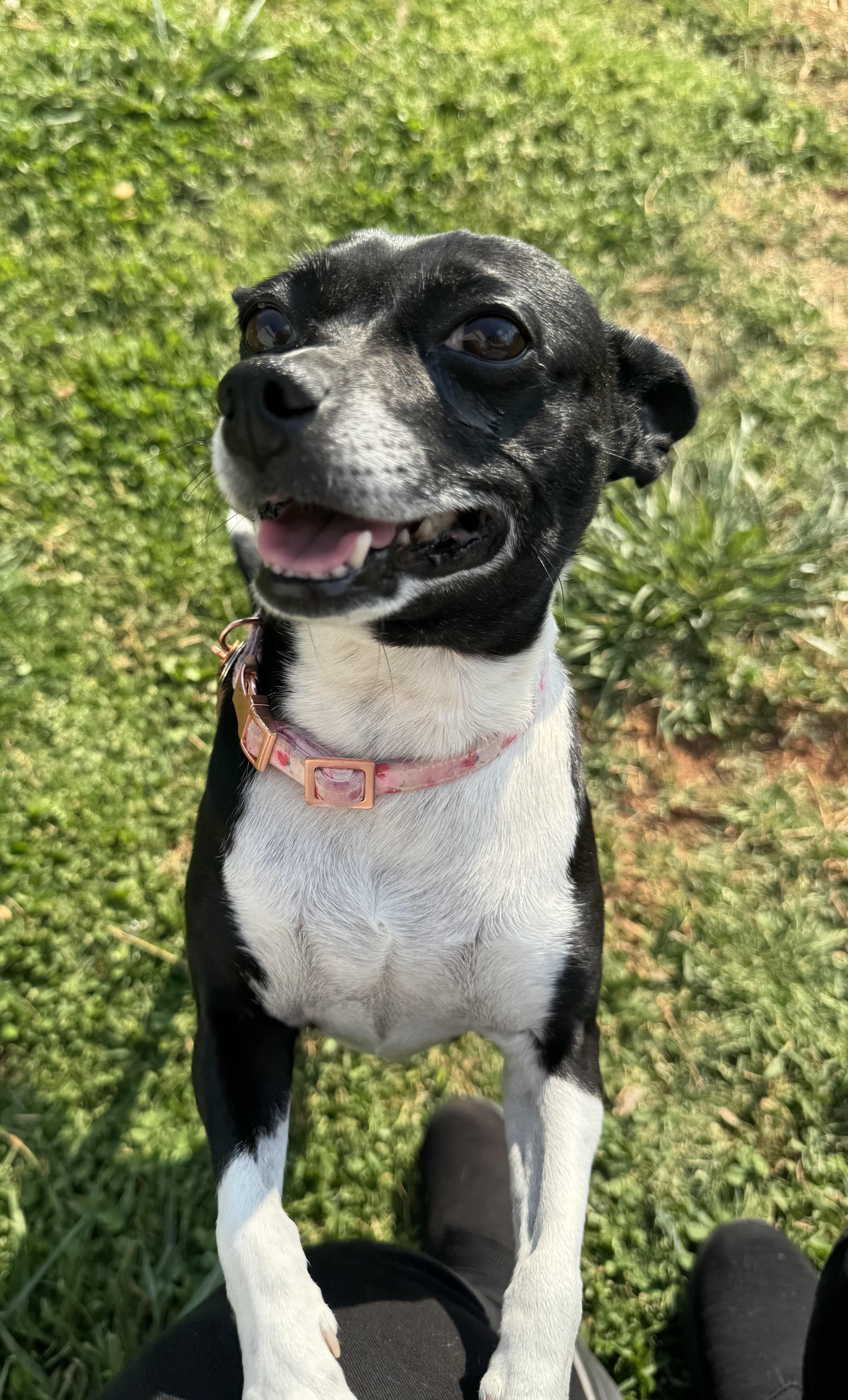 Jazz, a ADOPTABLE Chihuahua in Maiden, NC image 4/5