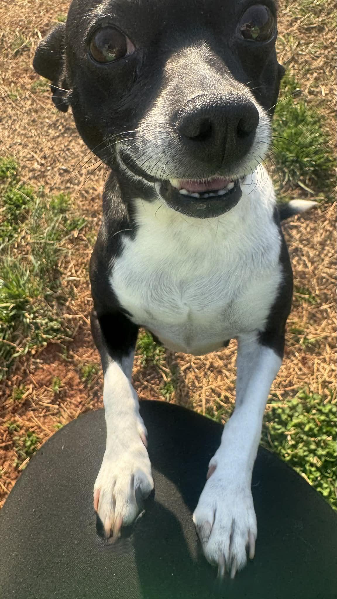 Jazz, a ADOPTABLE Chihuahua in Maiden, NC image 2/5