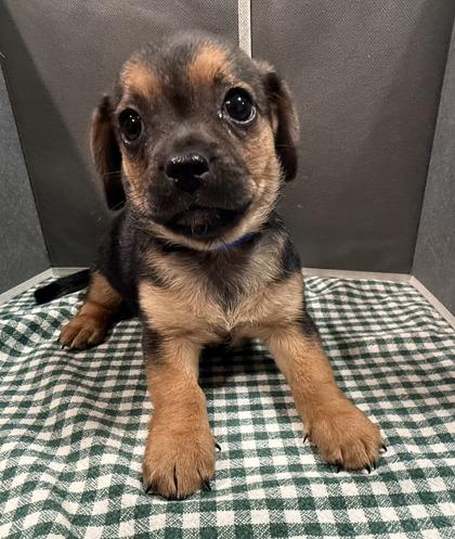 Neptune, Adoptable, Puppy Male Mixed Breed & Mixed Breed.