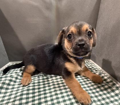 Neptune, a Adoptable mixed breed in Pleasanton, CA image 2/3