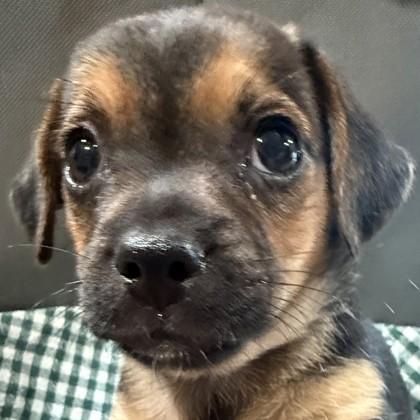 Neptune, a Adoptable mixed breed in Pleasanton, CA image 3/3