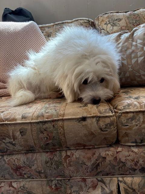 Valerie, Adopted, Adult Female Coton de Tulear.