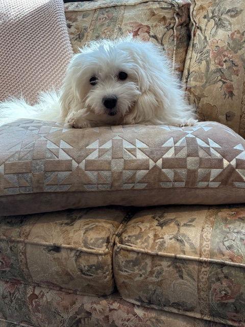 Enlarge Valerie, a Adopted Coton de Tulear in Etobicoke, ON image 2/3