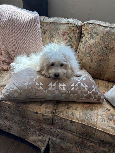 Enlarge Valerie, a Adopted Coton de Tulear in Etobicoke, ON image 3/3