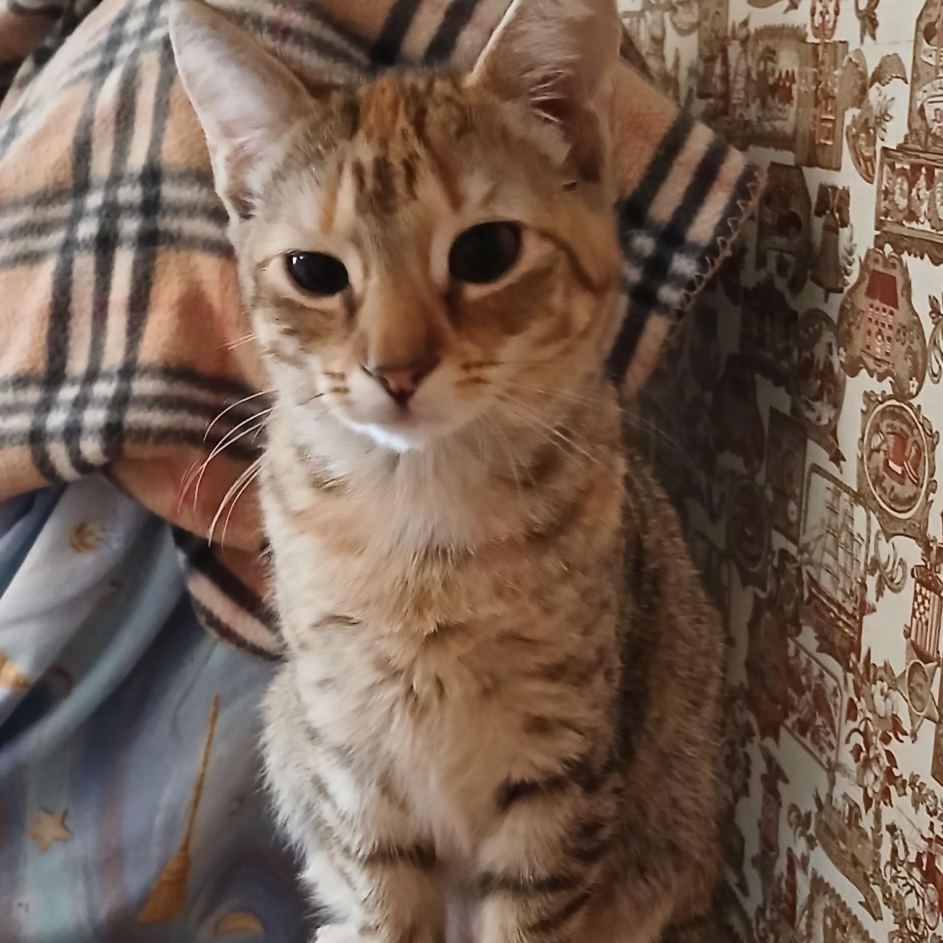 Dyson and Hoover- bonded pair