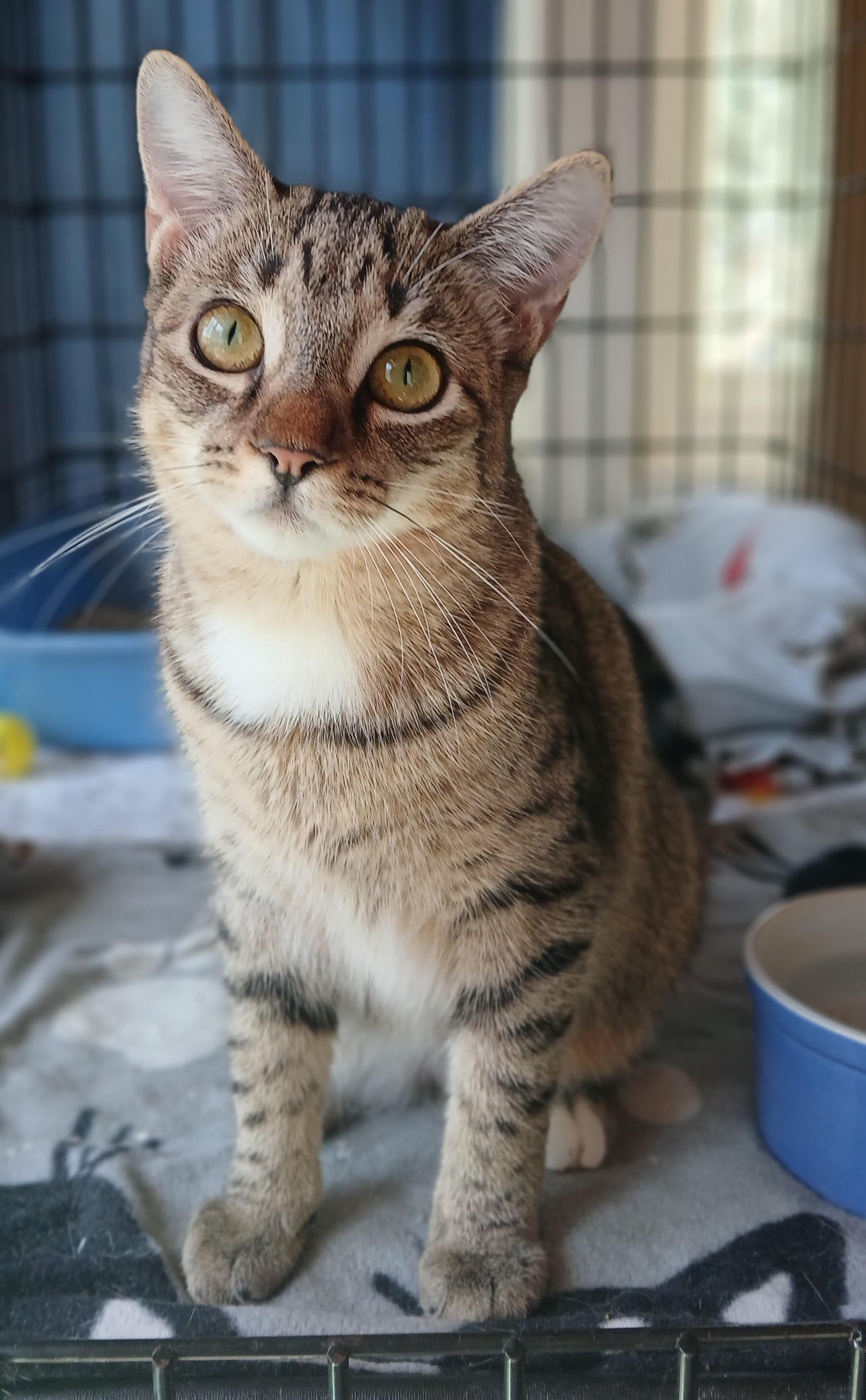 Dyson and Hoover- bonded pair