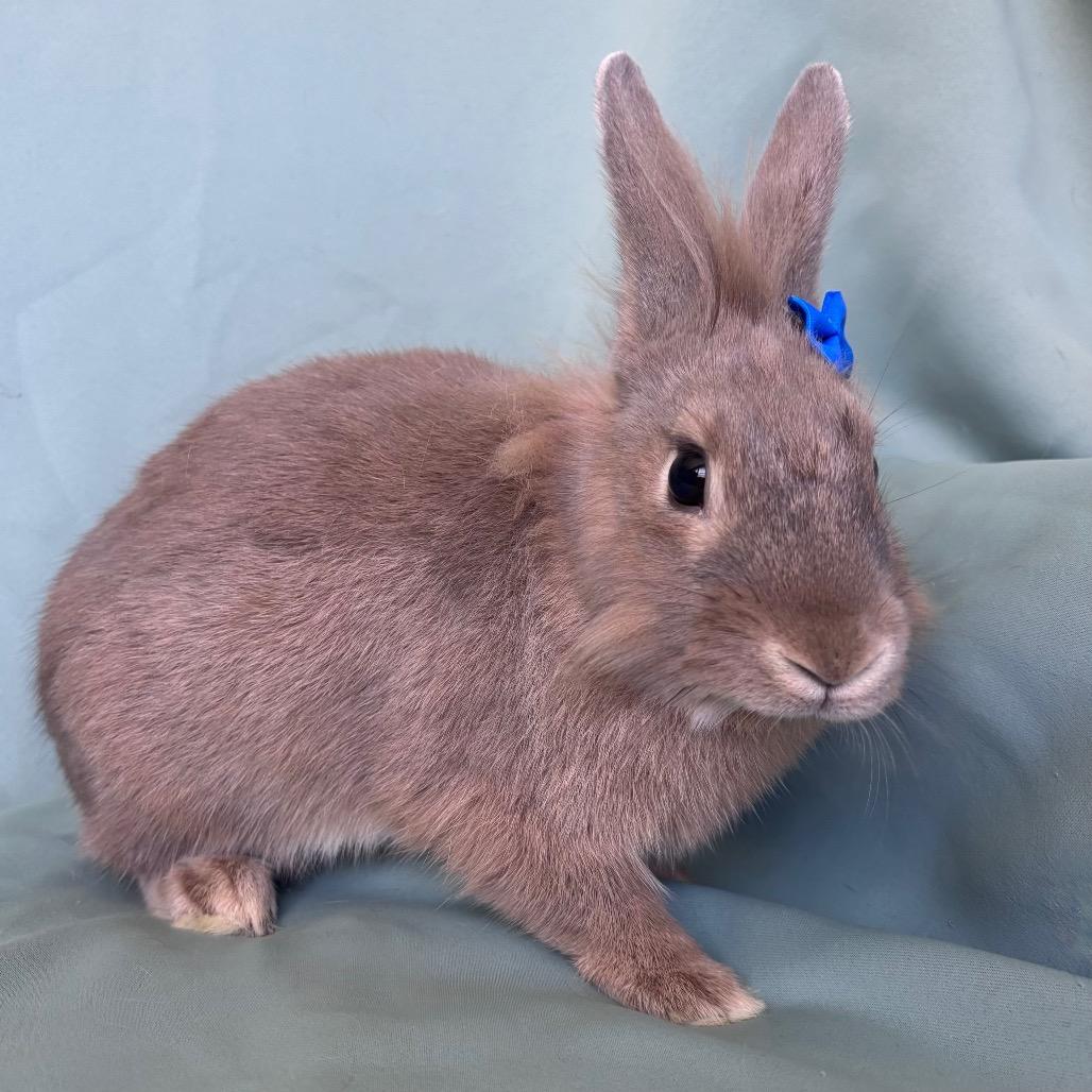 Enlarge Sigmond, a Adoptable Lionhead in Columbia, MD image 2/2