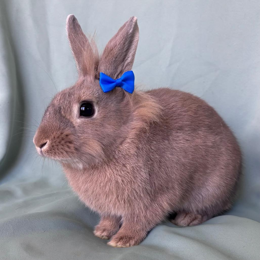 Sigmond, Adoptable, Young Male Lionhead.
