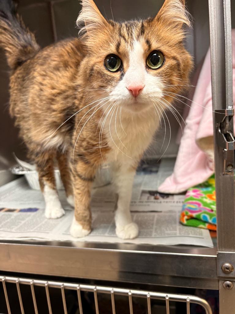 Enlarge Sage, a Adoptable mixed breed in Detroit, MI image 1/3