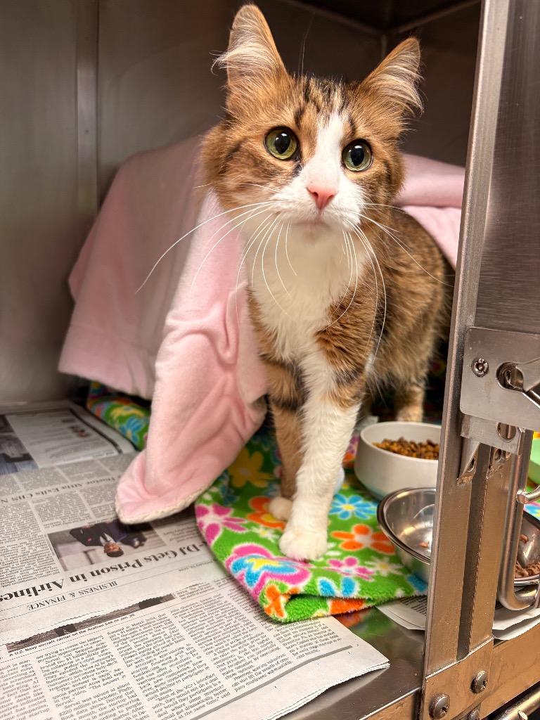 Enlarge Sage, a Adoptable mixed breed in Detroit, MI image 2/3