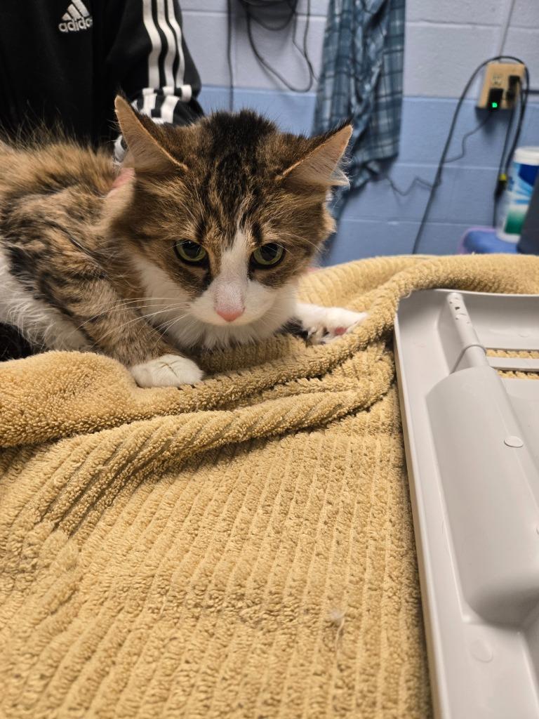 Enlarge Sage, a Adoptable mixed breed in Detroit, MI image 3/3