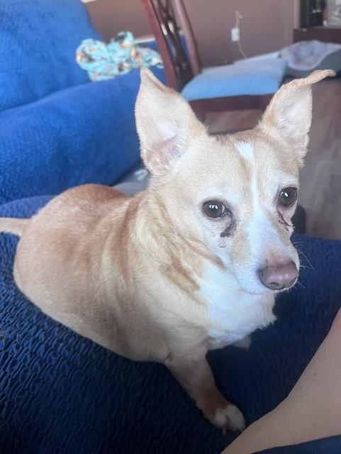 Enlarge PATTY & SHADOW, a ADOPTABLE Chihuahua in fort worth, TX image 3/6