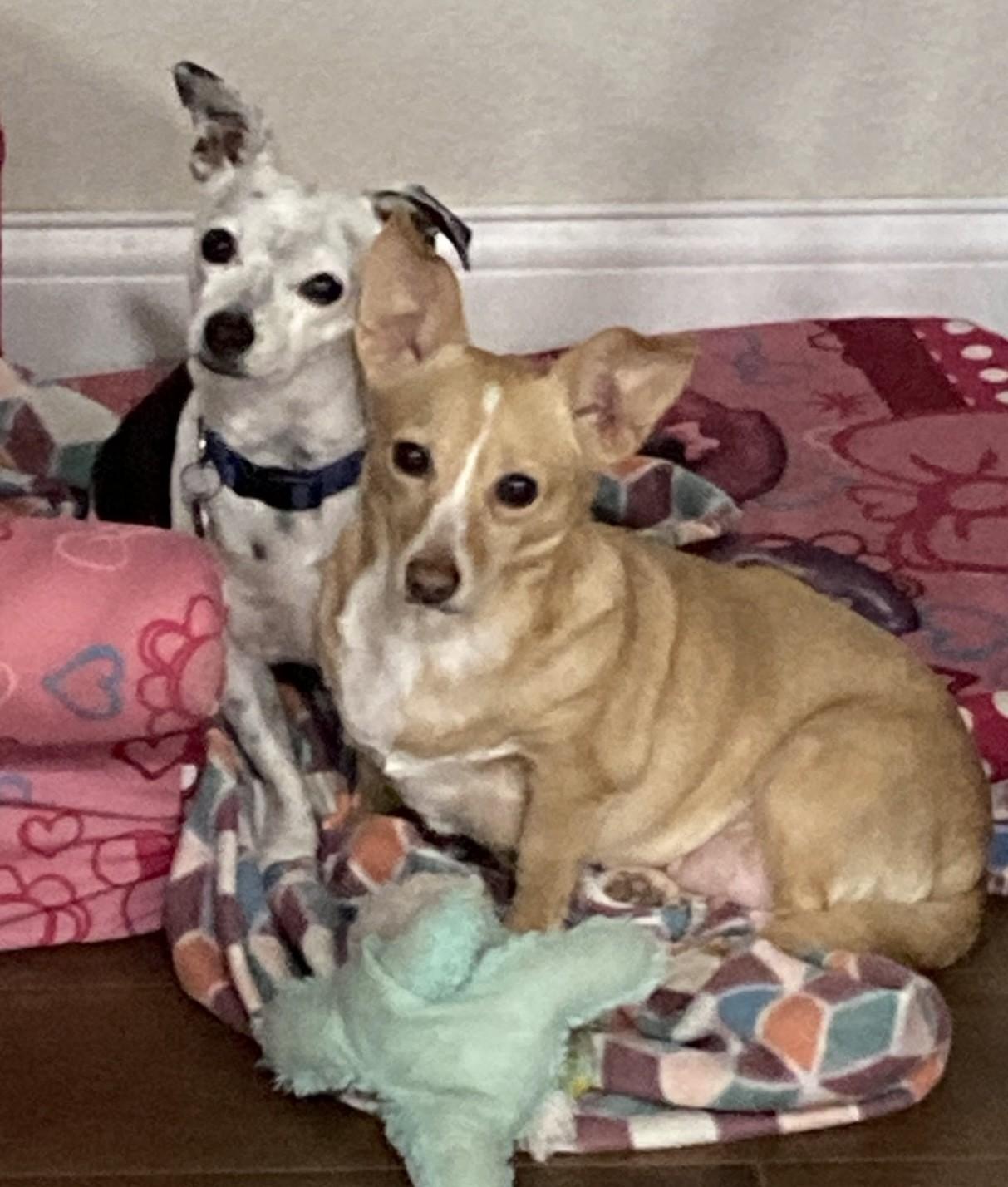 Enlarge PATTY & SHADOW, a ADOPTABLE Chihuahua in fort worth, TX image 1/6