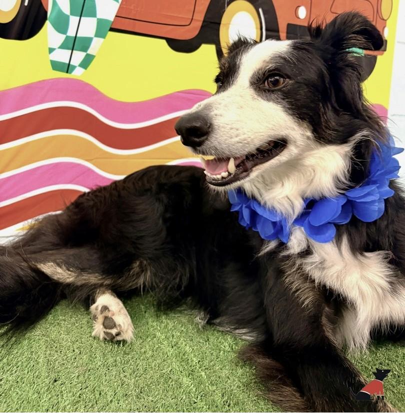 Enlarge Sonic - adopted, an adopted Border Collie in Minneapolis, MN image 3/5