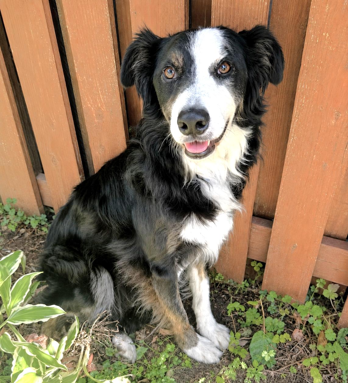 Sonic - adopted, adopted, Adult Male Border Collie.