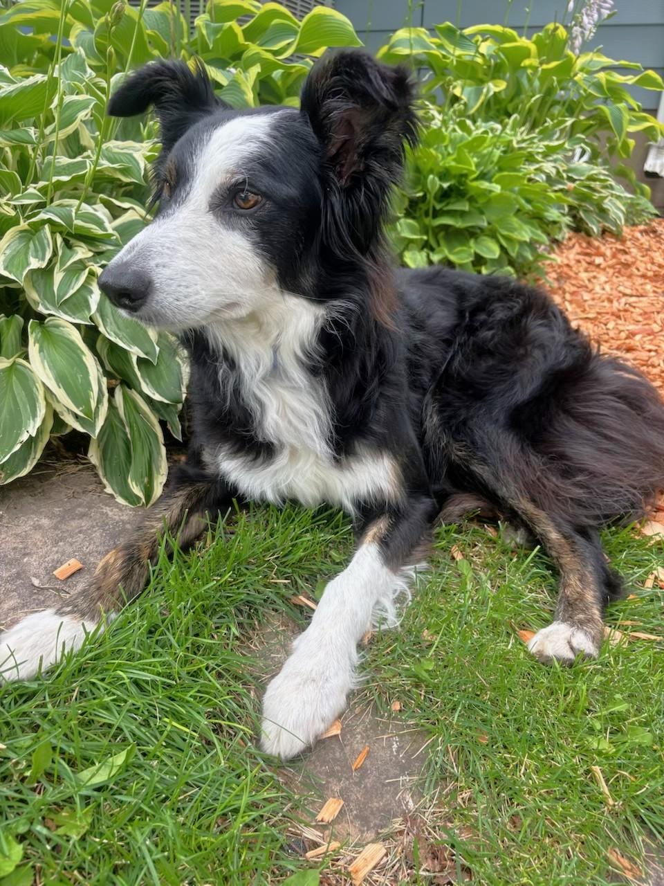 Enlarge Sonic - adopted, an adopted Border Collie in Minneapolis, MN image 4/5