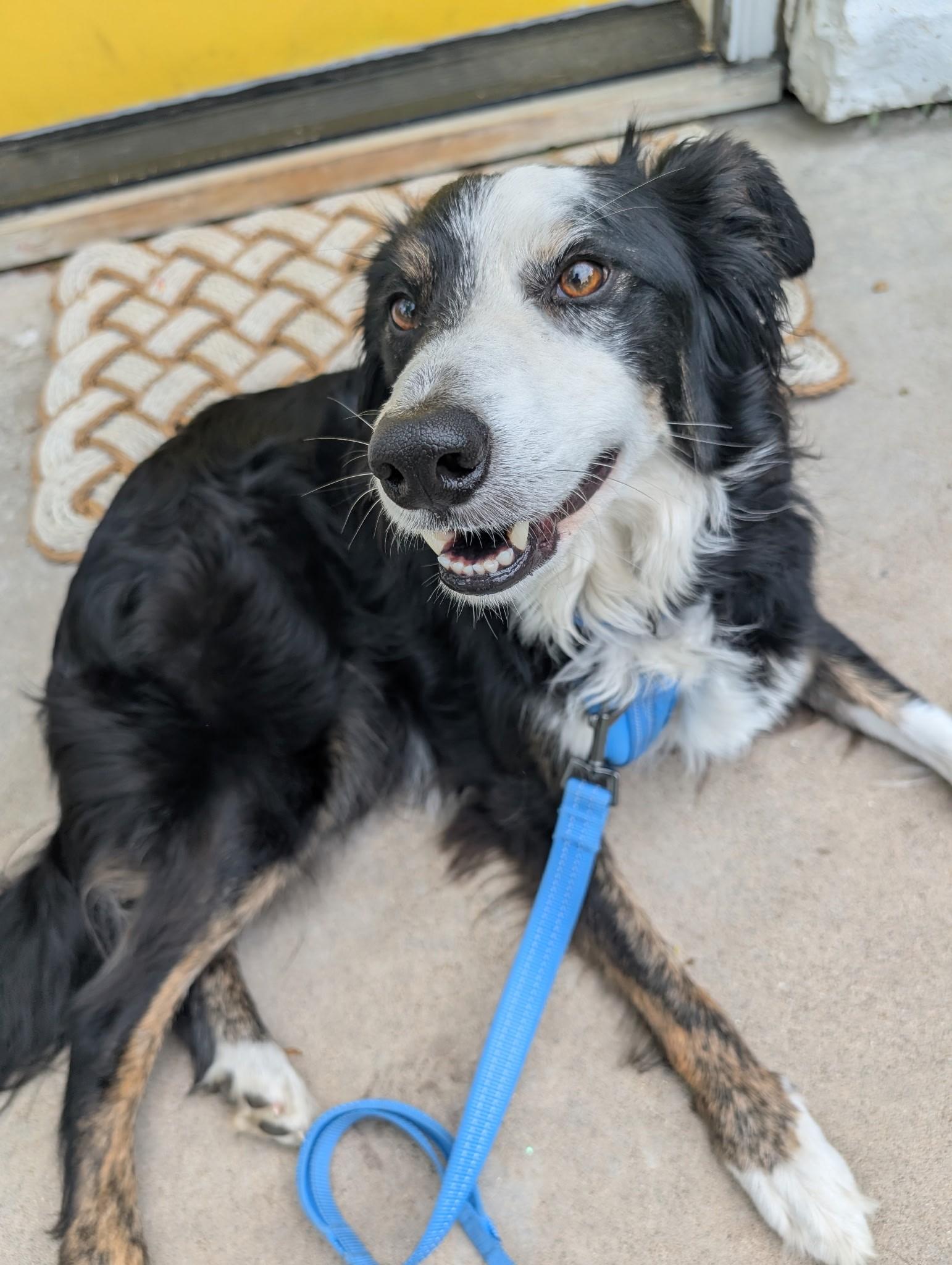 Enlarge Sonic - adopted, an adopted Border Collie in Minneapolis, MN image 2/5