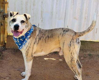Timon $85, a Adoptable mixed breed in Seneca, SC image 1/3