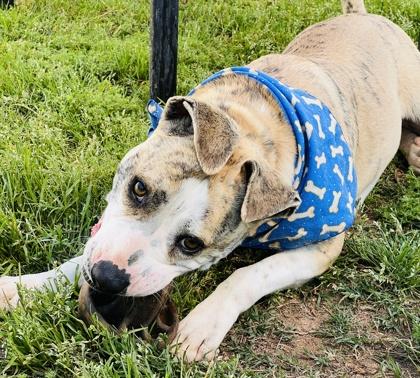 Timon $85, a Adoptable mixed breed in Seneca, SC image 2/3