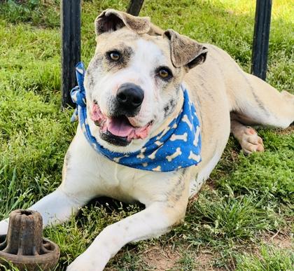 Timon $85, a Adoptable mixed breed in Seneca, SC image 3/3