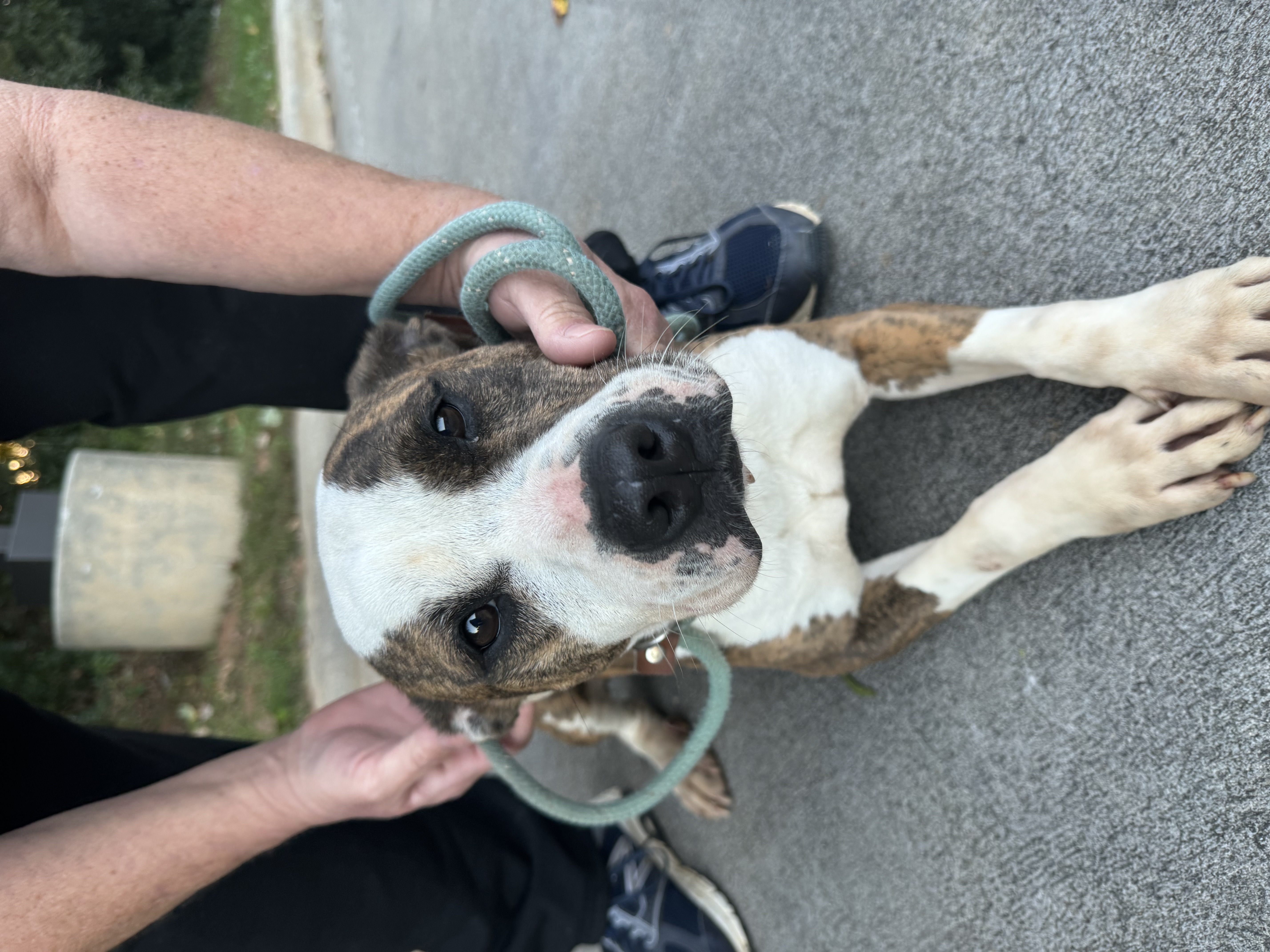 Vicky, a Adoptable mixed breed in Charlotte, NC image 3/3