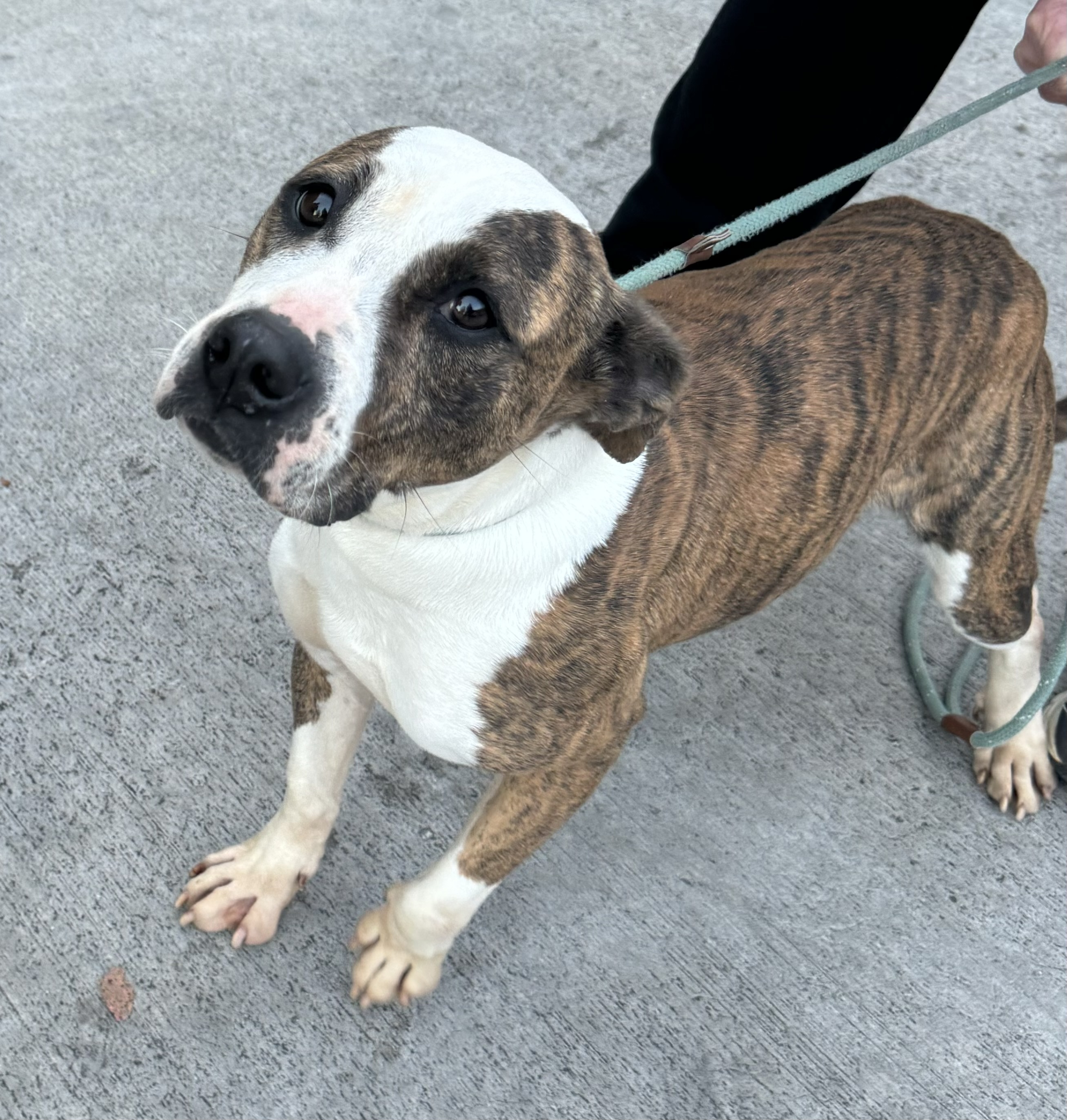 Vicky, a Adoptable mixed breed in Charlotte, NC image 1/3