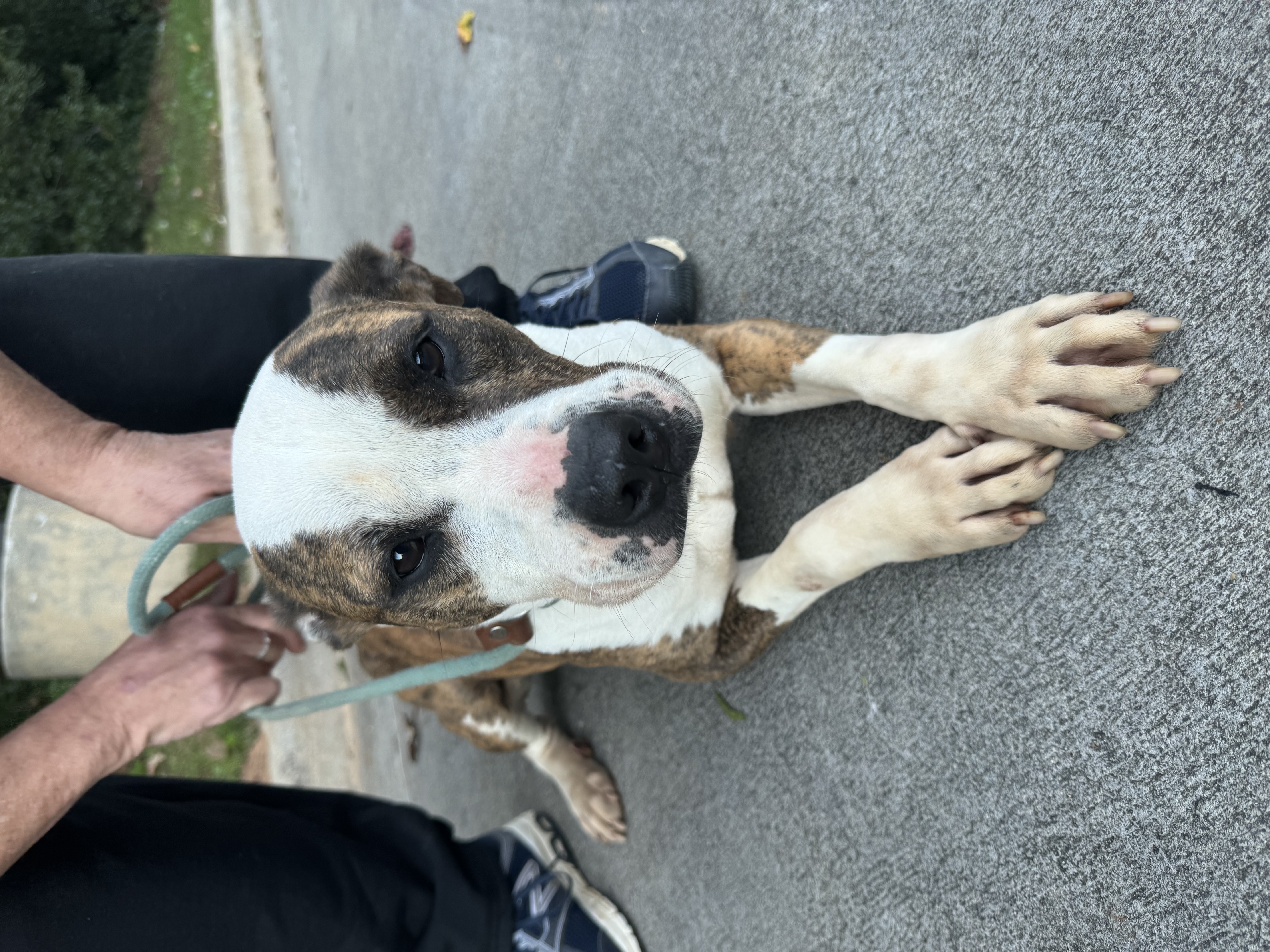 Vicky, a Adoptable mixed breed in Charlotte, NC image 2/3