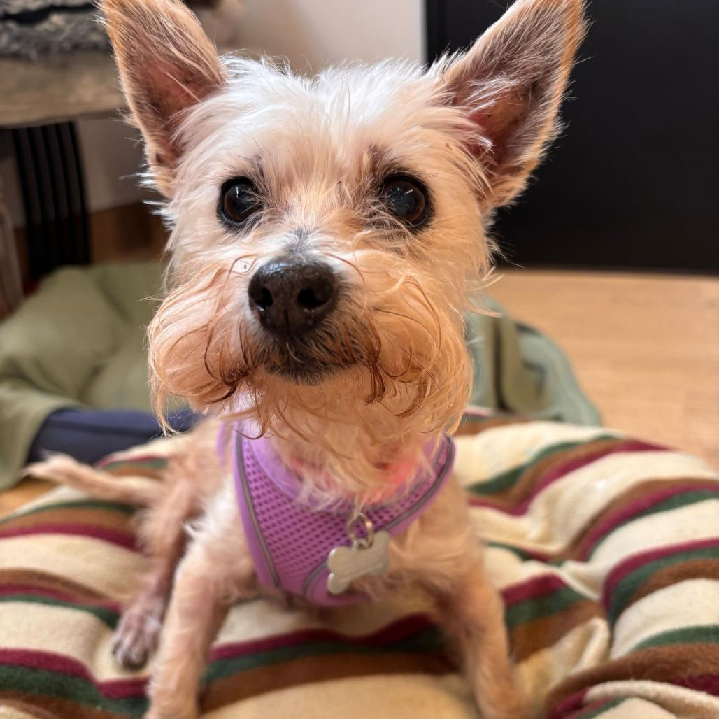 Enlarge Beach Bum 14563, a Adoptable Norwich Terrier in San Francisco, CA image 1/6