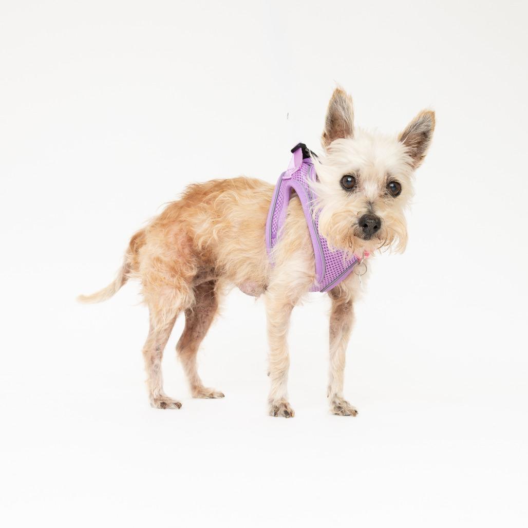 Enlarge Beach Bum 14563, a Adoptable Norwich Terrier in San Francisco, CA image 2/6