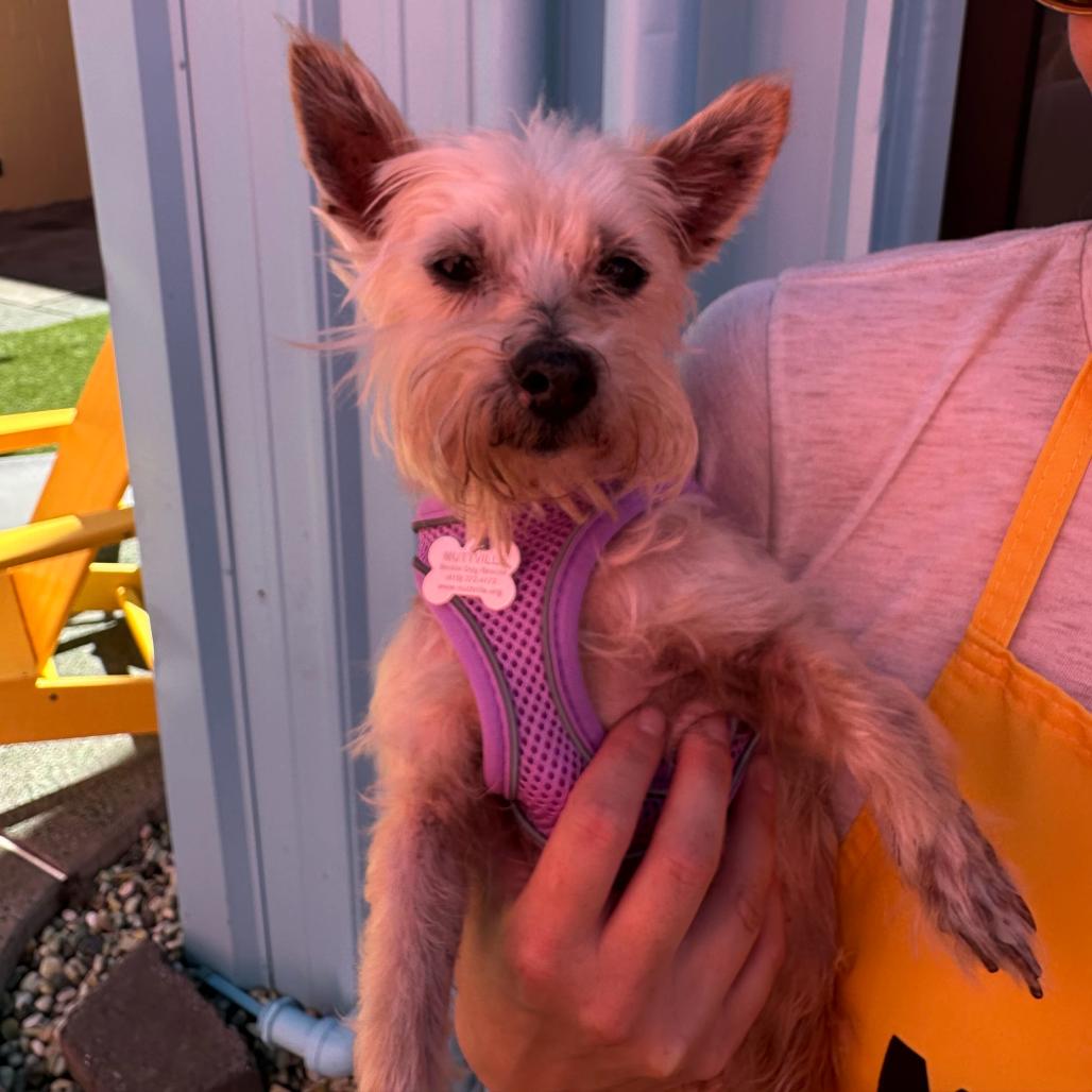 Enlarge Beach Bum 14563, a Adoptable Norwich Terrier in San Francisco, CA image 3/6