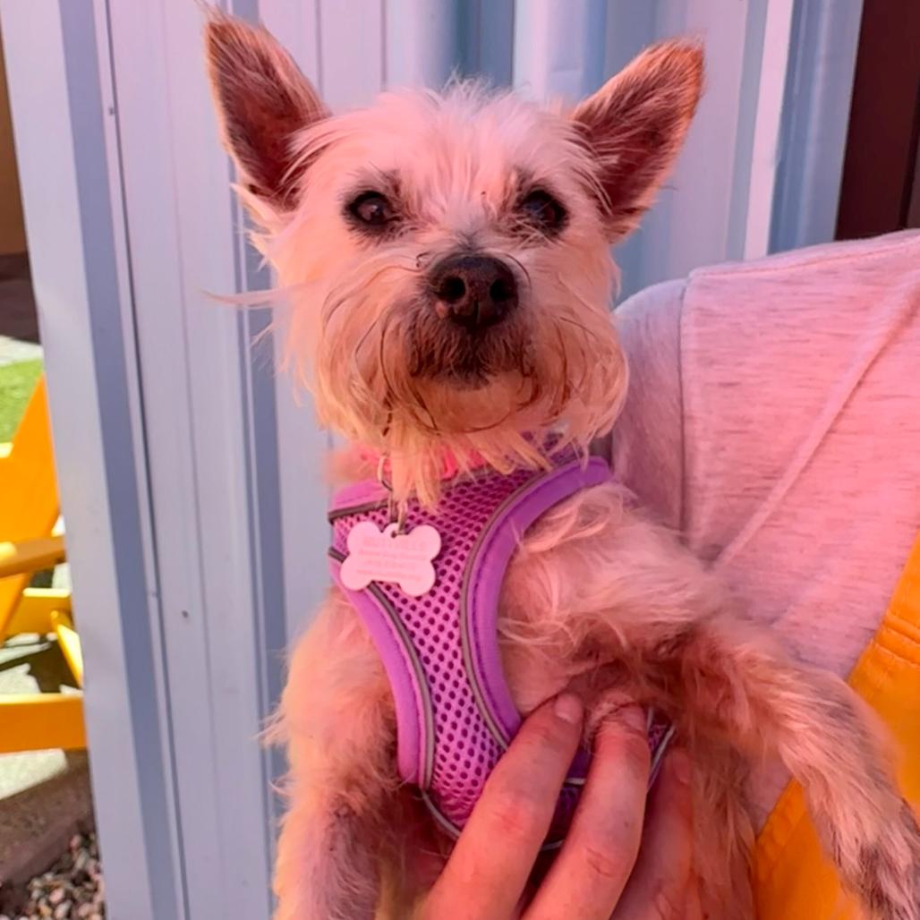 Enlarge Beach Bum 14563, a Adoptable Norwich Terrier in San Francisco, CA image 4/6