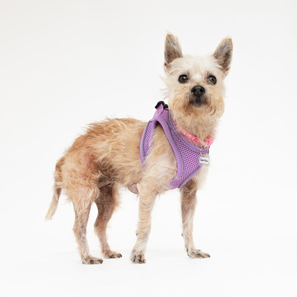 Enlarge Beach Bum 14563, a Adoptable Norwich Terrier in San Francisco, CA image 5/6