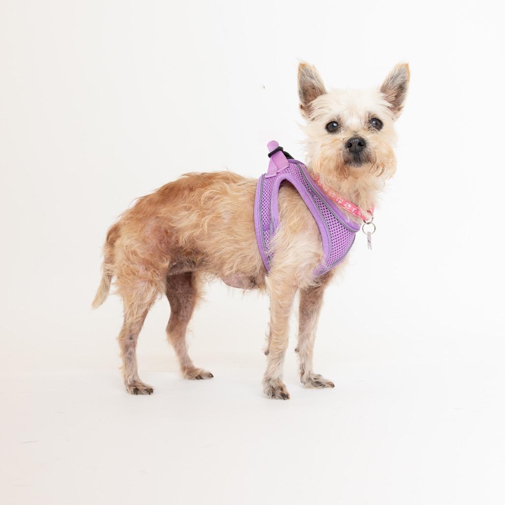 Enlarge Beach Bum 14563, a Adoptable Norwich Terrier in San Francisco, CA image 6/6