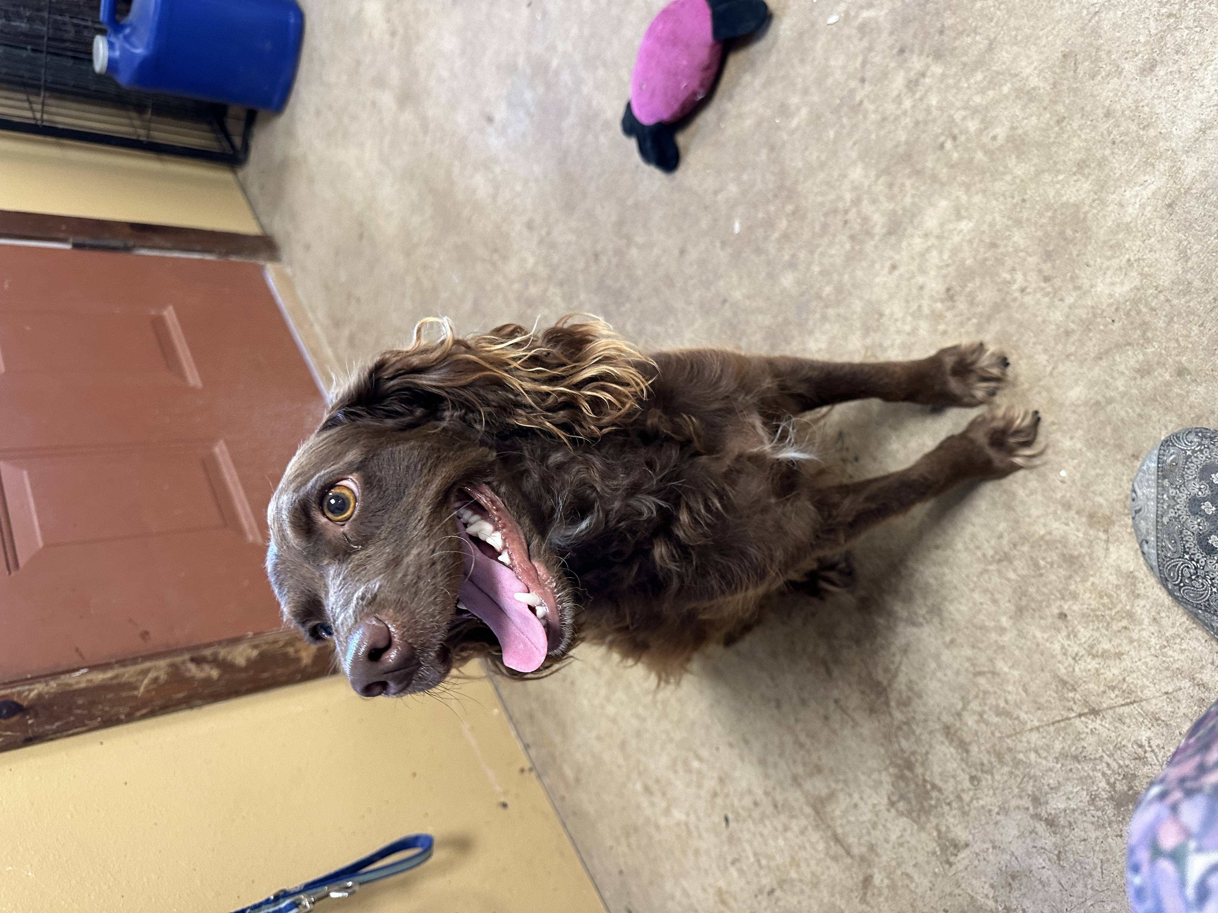 Enlarge Campo, a Adopted Cockapoo in San Angelo, TX image 1/3