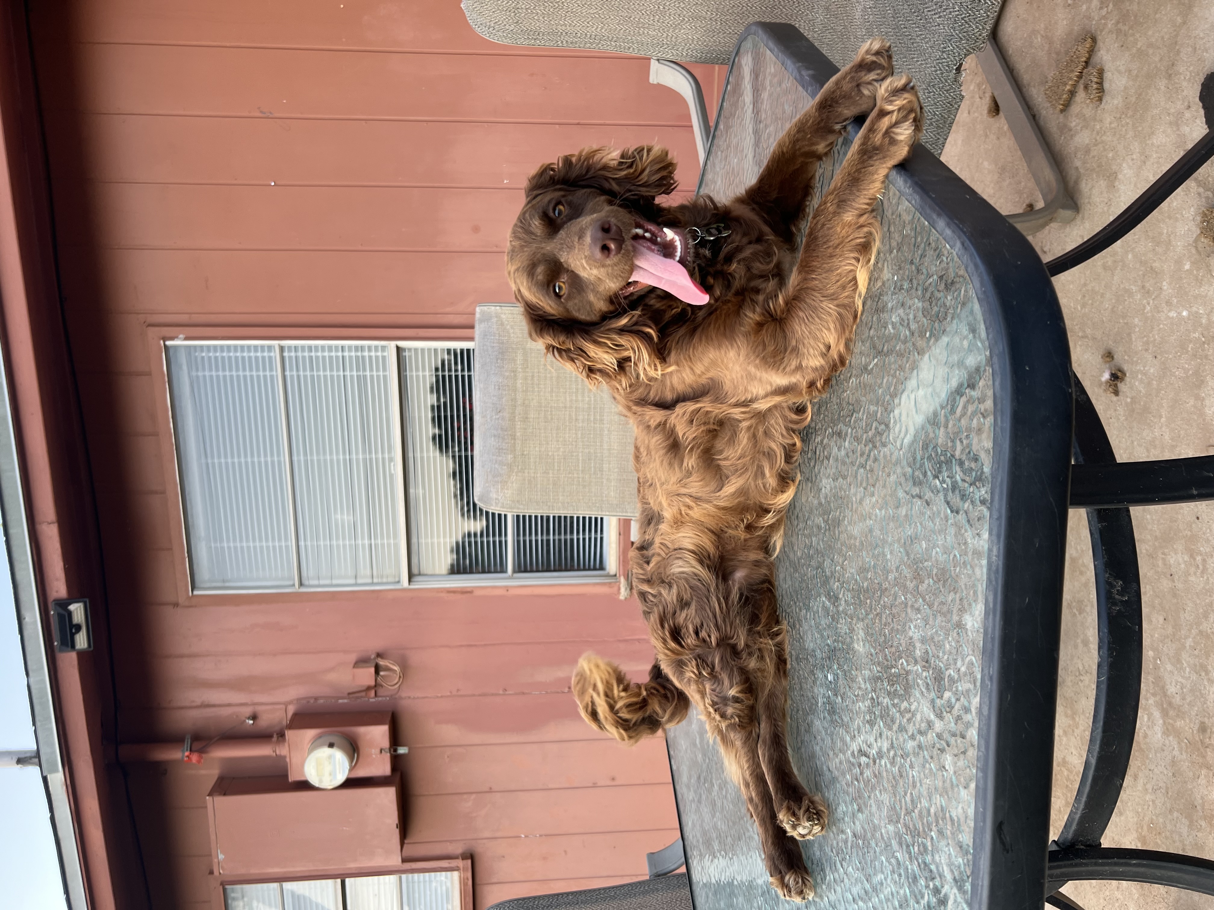Enlarge Campo, a Adopted Cockapoo in San Angelo, TX image 2/3
