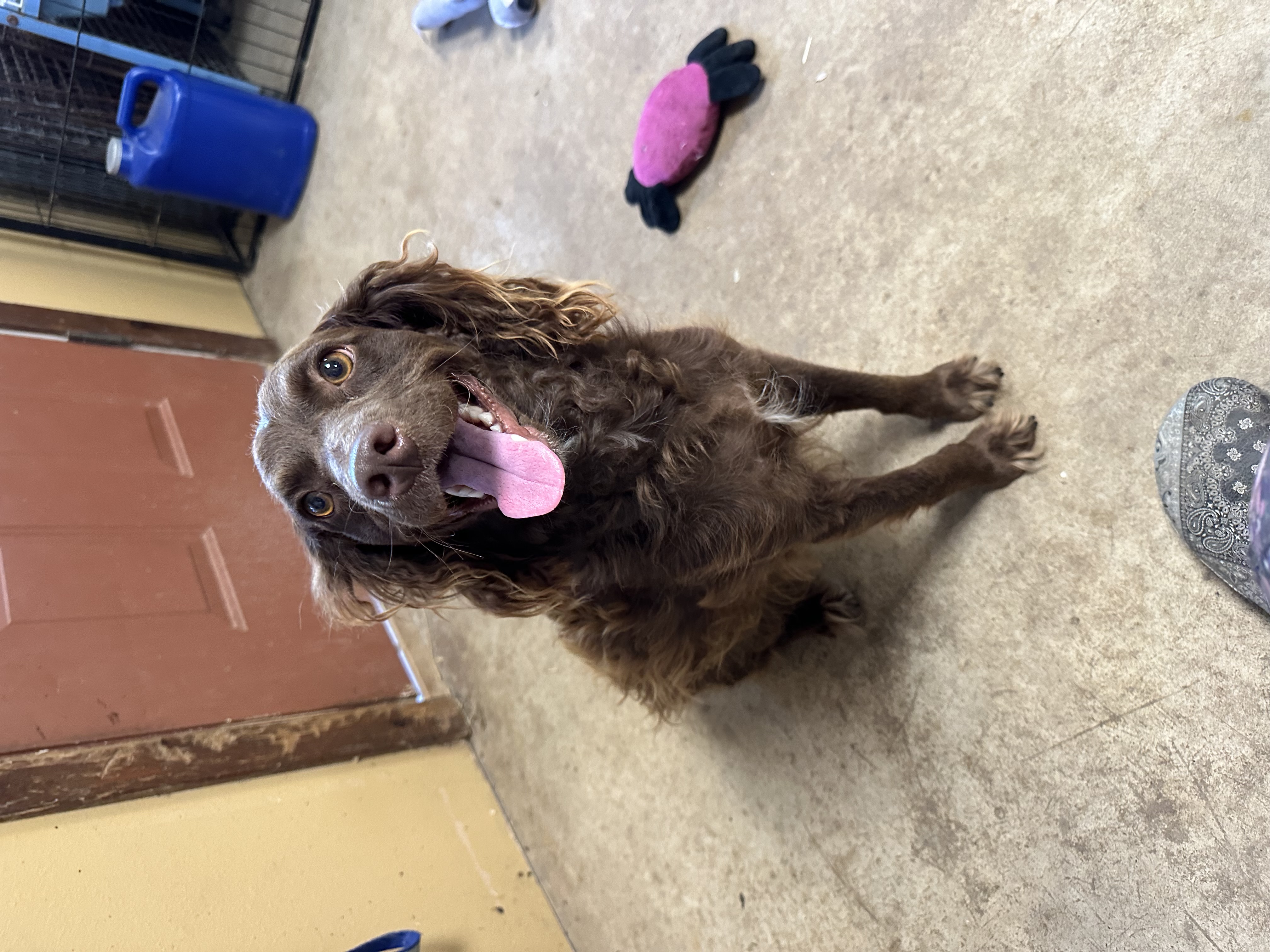 Enlarge Campo, a Adopted Cockapoo in San Angelo, TX image 3/3