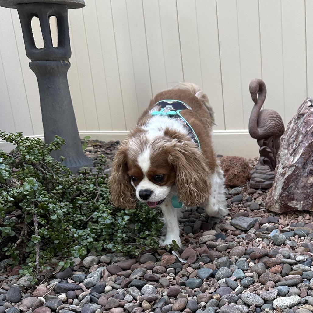 Maverick, Adoptable, Adult Male Cavalier King Charles Spaniel.