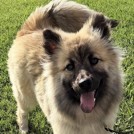 Lottie, adopted, Young Female Keeshond & Shepherd.