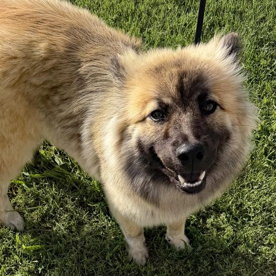 Lottie, an adopted mixed breed in Oklahoma City, OK image 2/4