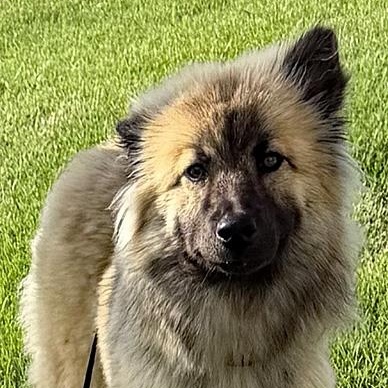 Lottie, an adopted mixed breed in Oklahoma City, OK image 3/4